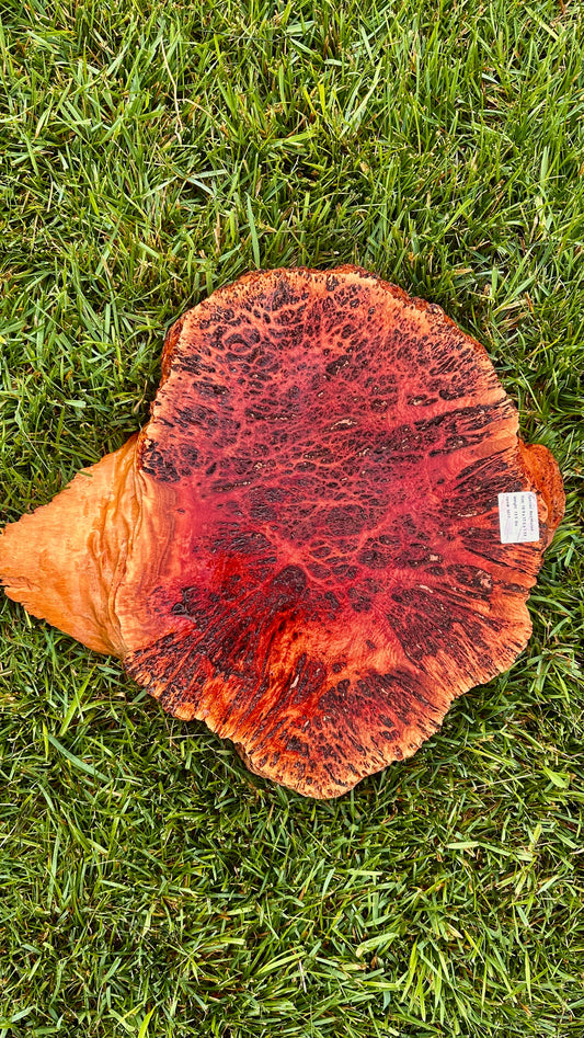 Red Mallee Burl Small Round #3617