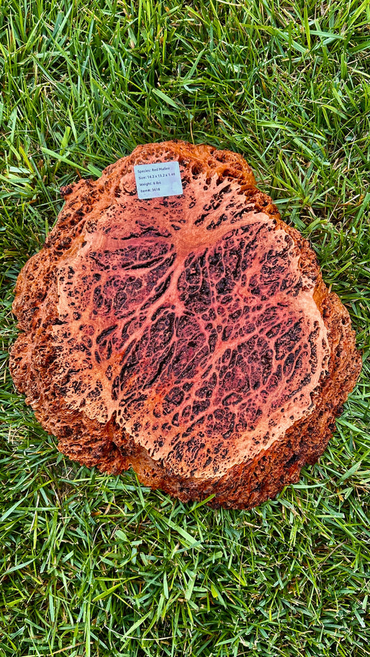 Red Mallee Burl Small Round #3618