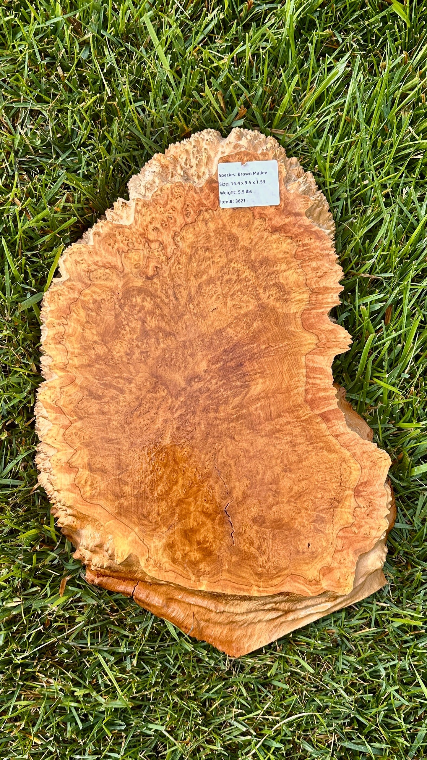 Brown Mallee Burl Small Round #3621