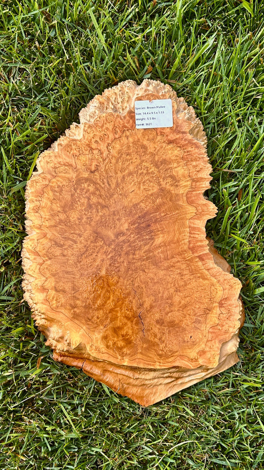 Brown Mallee Burl Small Round #3621
