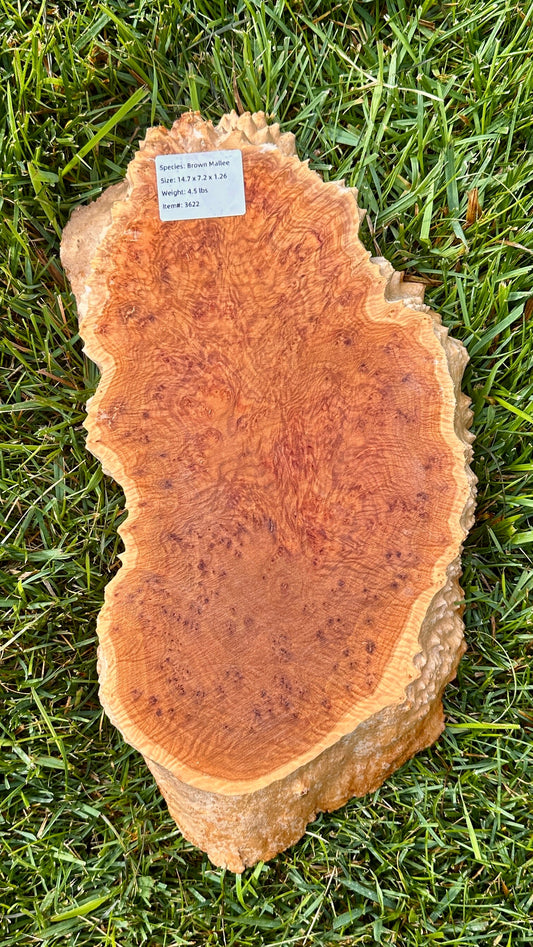 Brown Mallee Burl Small Round #3622