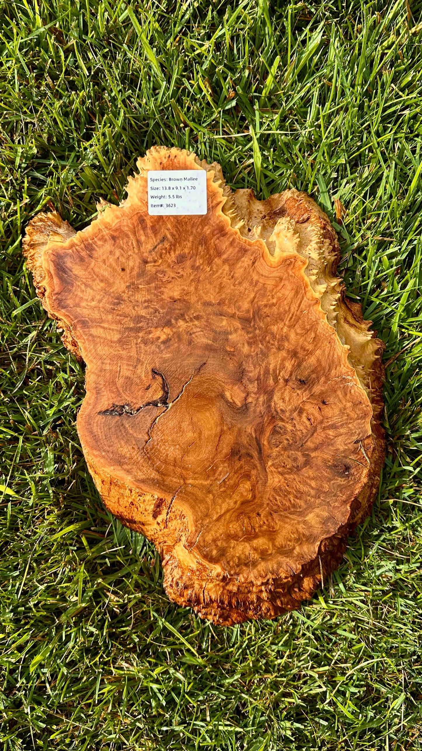 Brown Mallee Burl Small Round #3623