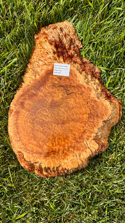 Brown Mallee Burl Small Round #3624