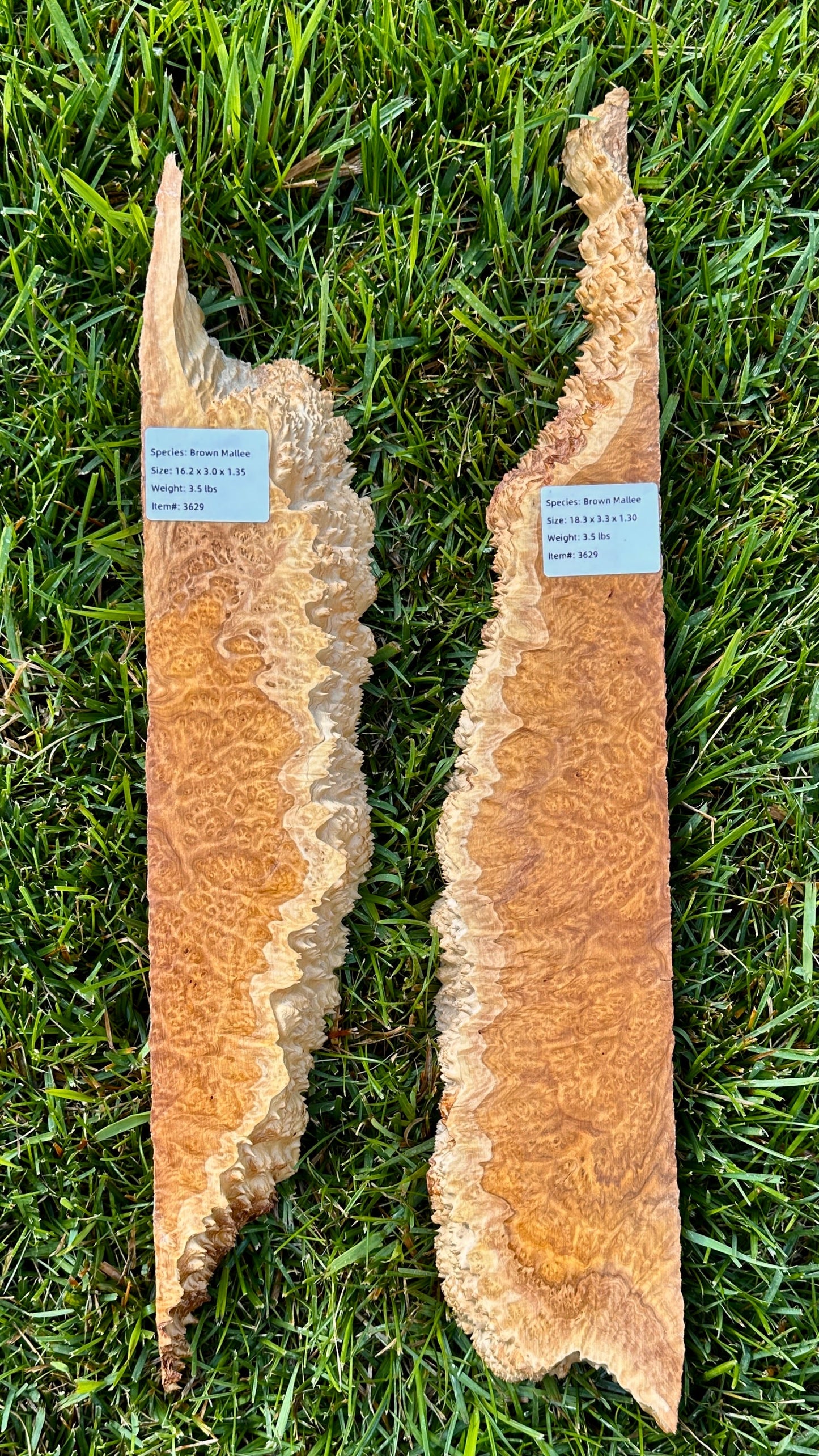 Brown Mallee Burl Set #3629