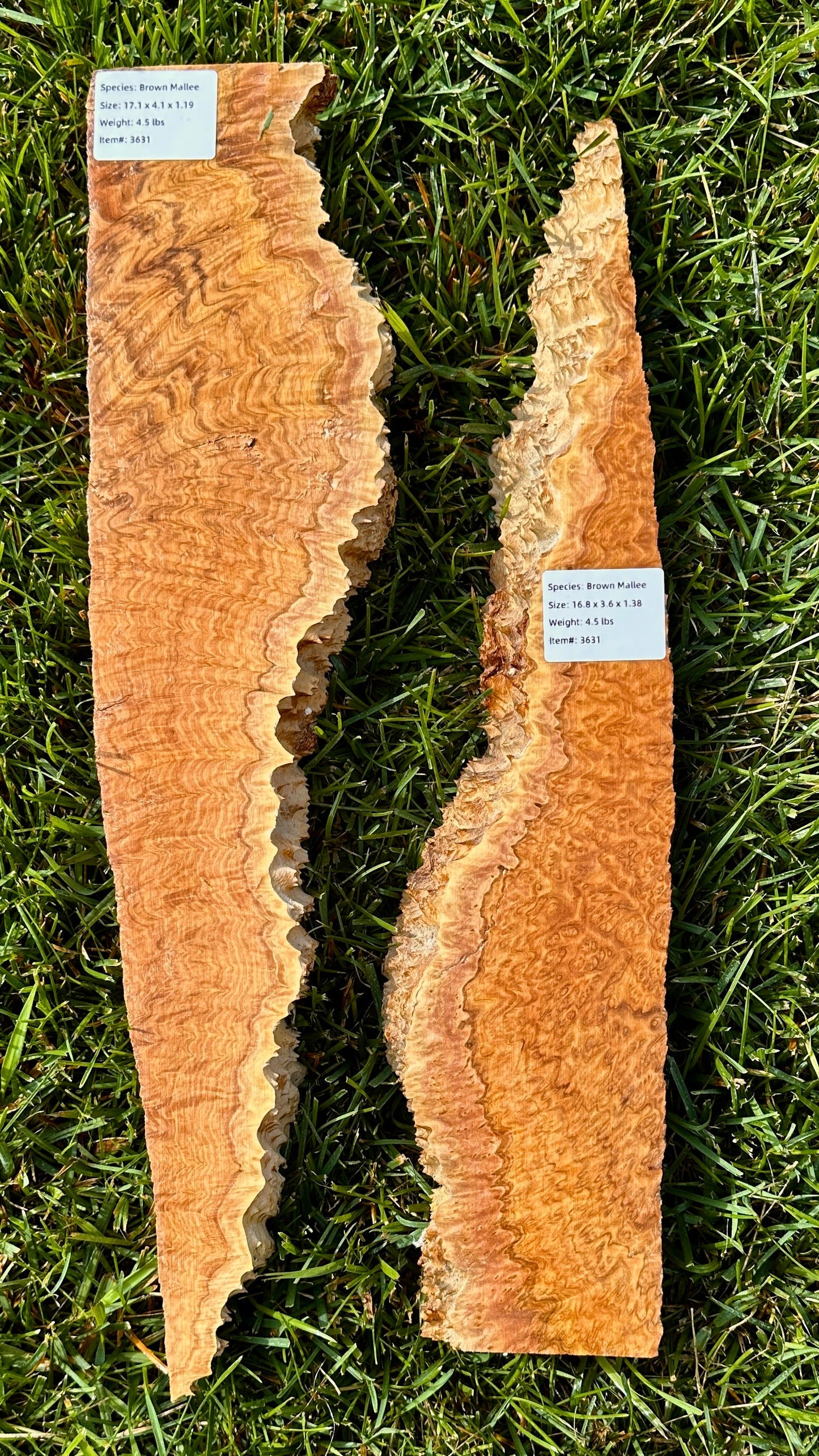 Brown Mallee Burl Set #3631