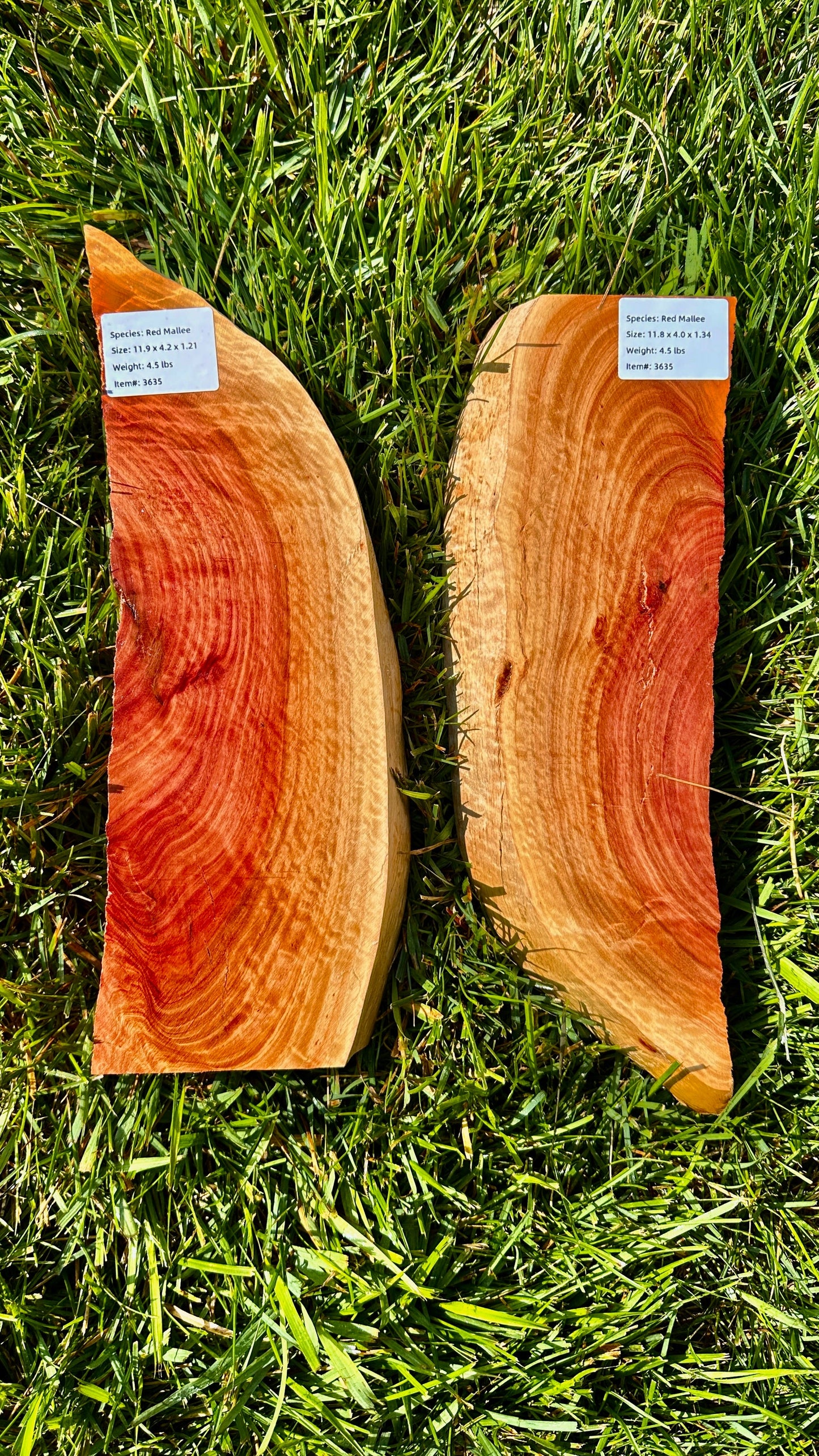 Red Mallee Burl Set #3635