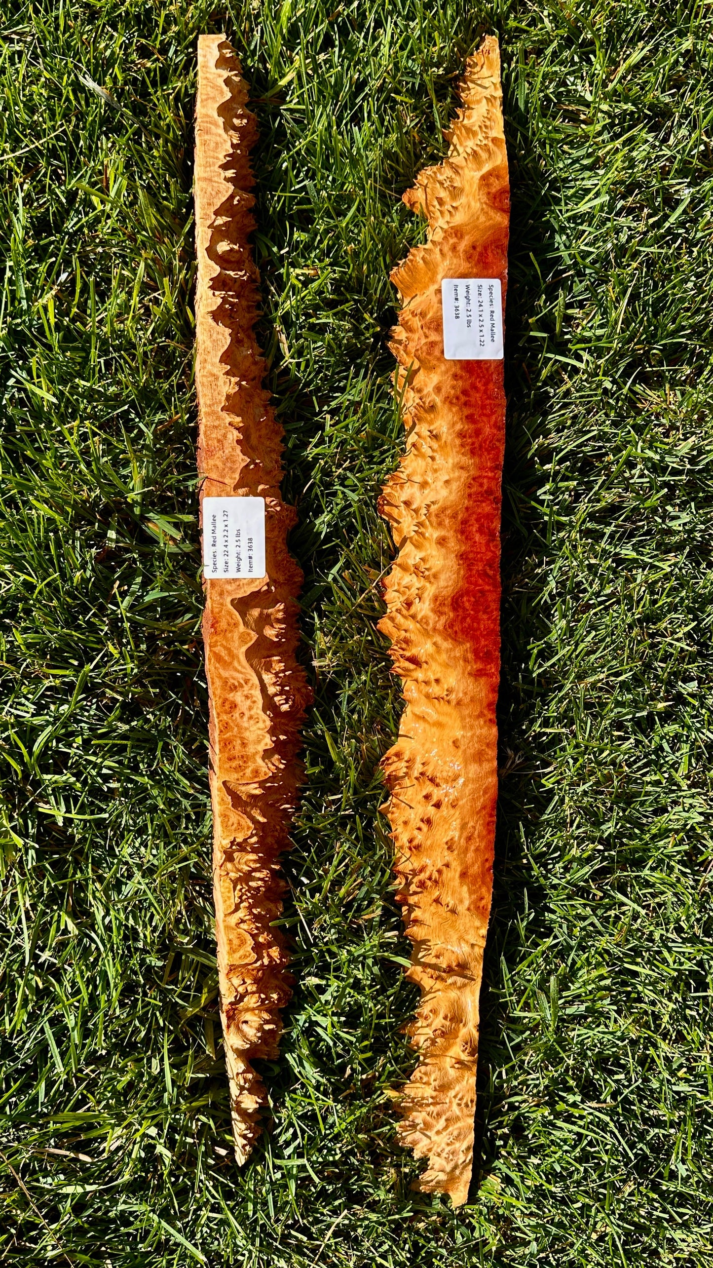 Red Mallee Burl Set #3638