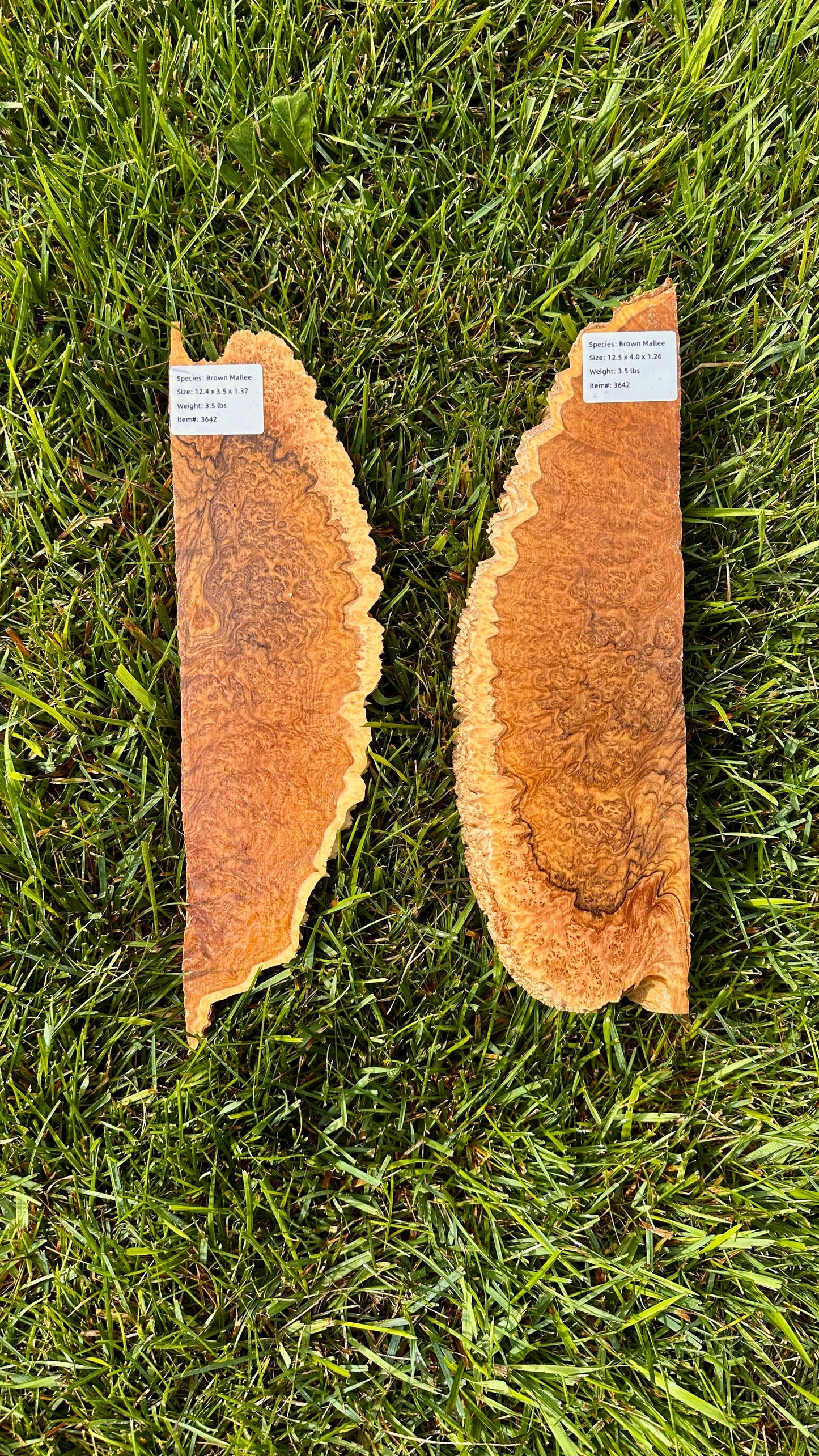 Brown Mallee Burl Set #3642