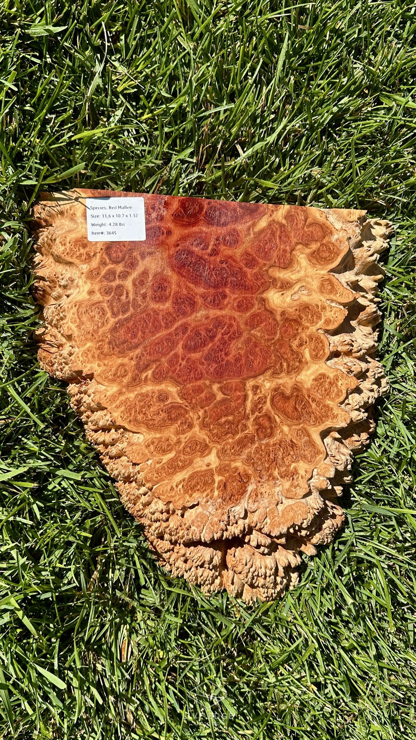 Red Mallee Burl Half #3645