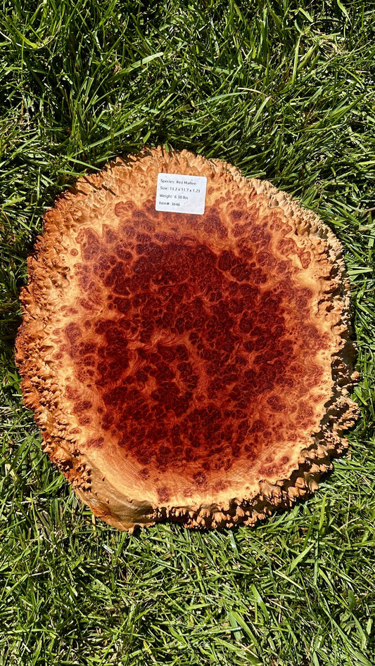 Red Mallee Burl Small Round #3646