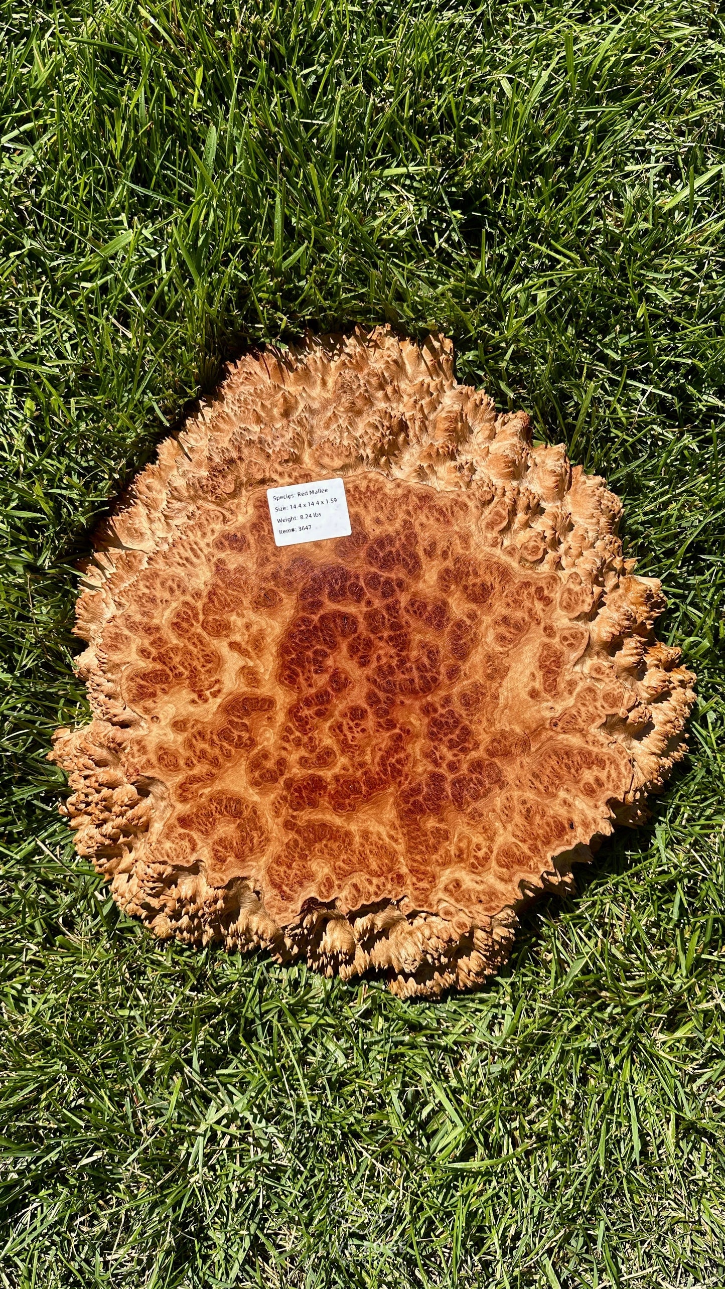 Red Mallee Burl Small Round #3647