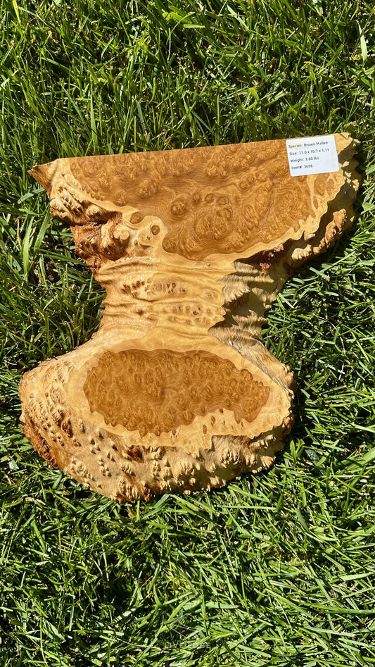 Brown Mallee Burl Half #3656
