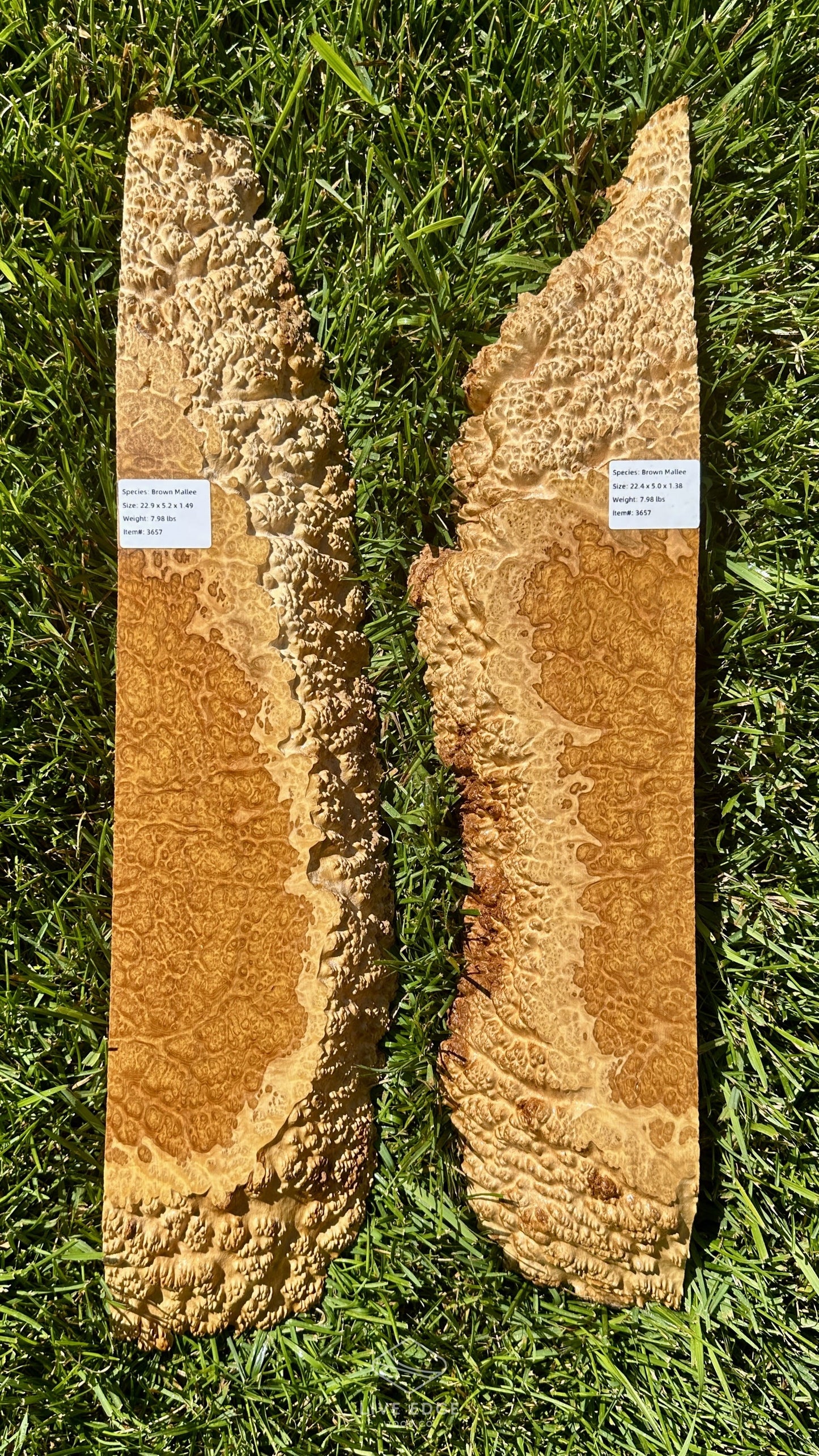 Brown Mallee Burl Set #3657