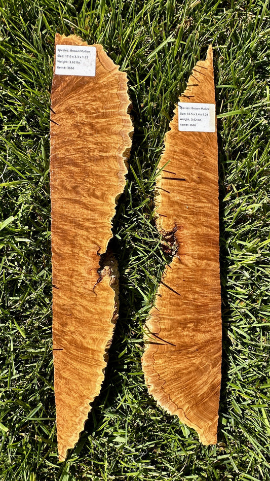 Brown Mallee Burl Set #3666