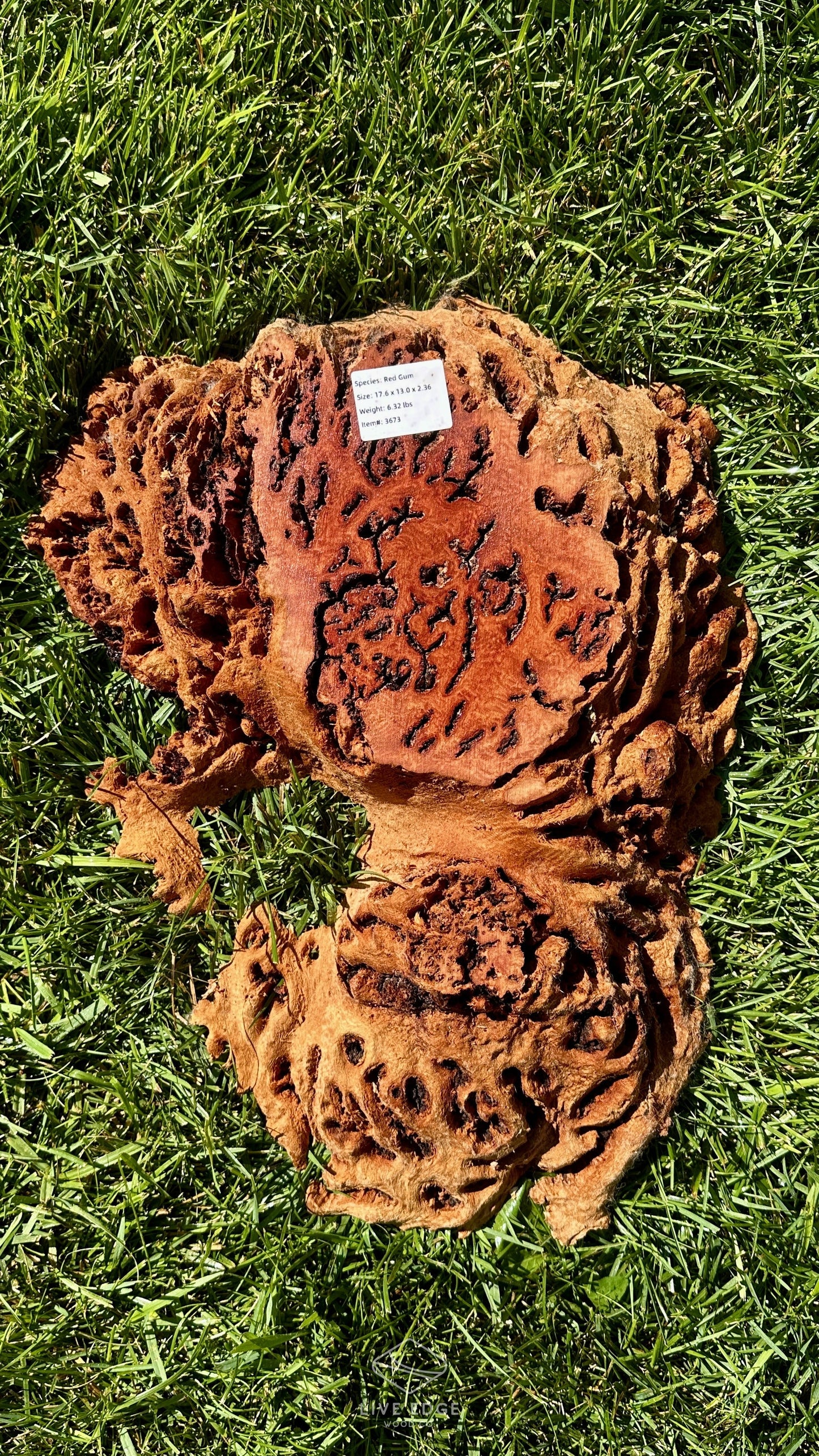 Red Gum Burl Small Round #3673