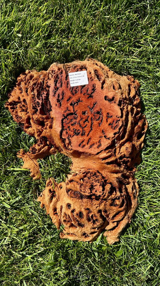 Red Gum Burl Small Round #3673