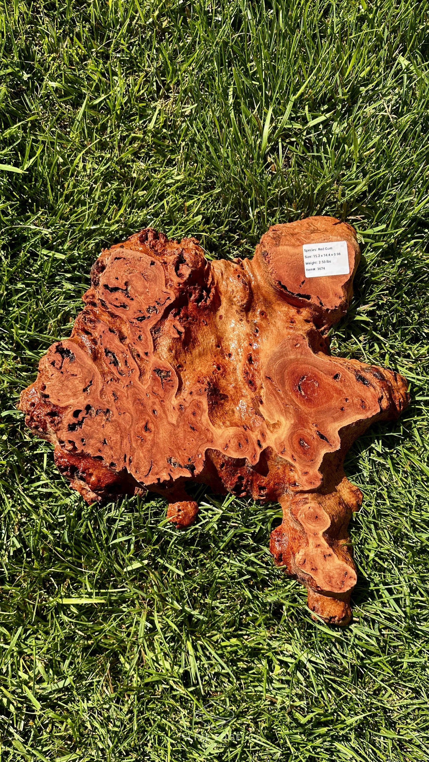 Red Gum Burl Small Round #3674