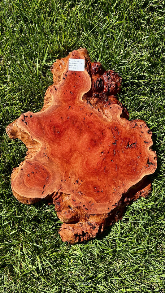 Red Gum Burl Small Round #3675
