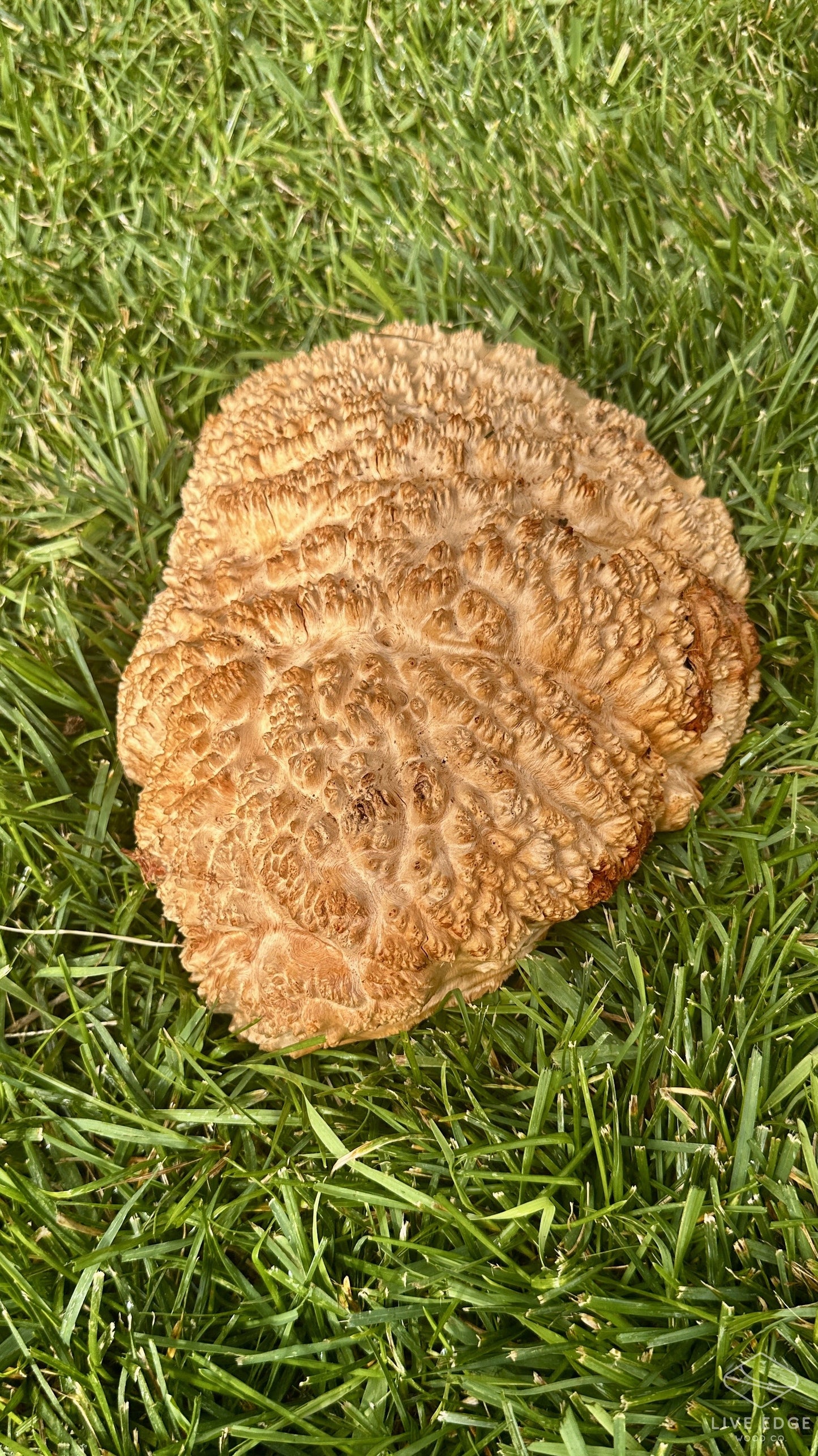 Red Mallee Burl Cap #3685