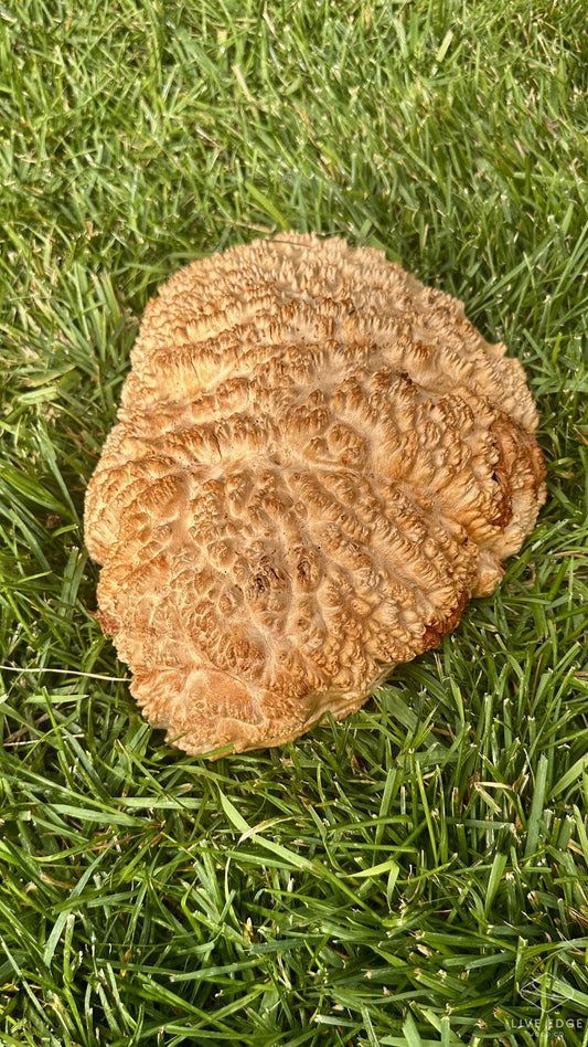 Red Mallee Burl Cap #3685