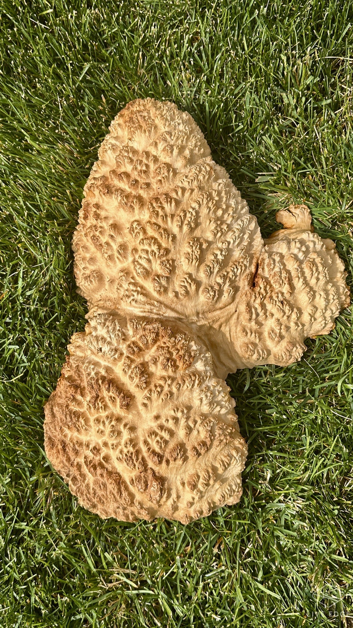 Brown Mallee Burl Cap #3686