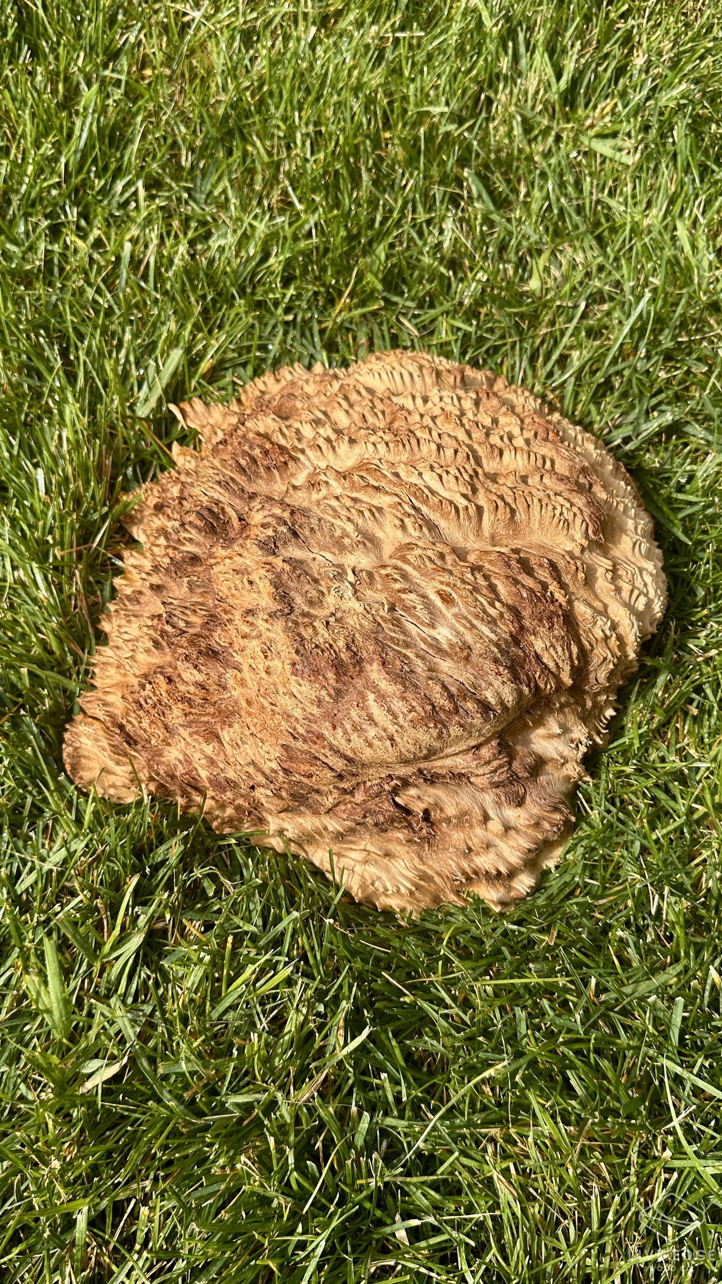 Brown Mallee Burl Cap #3687