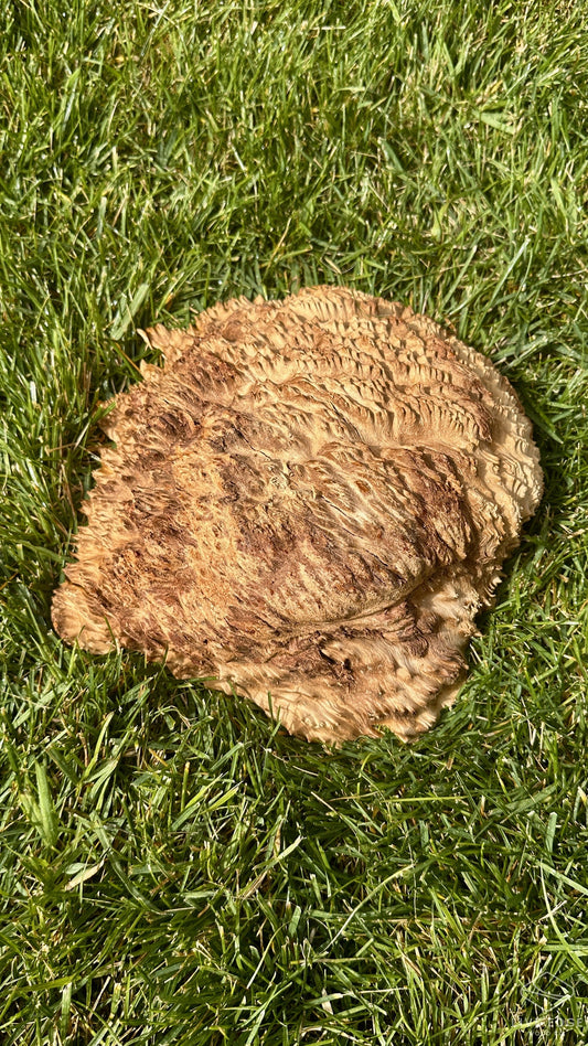 Brown Mallee Burl Cap #3687