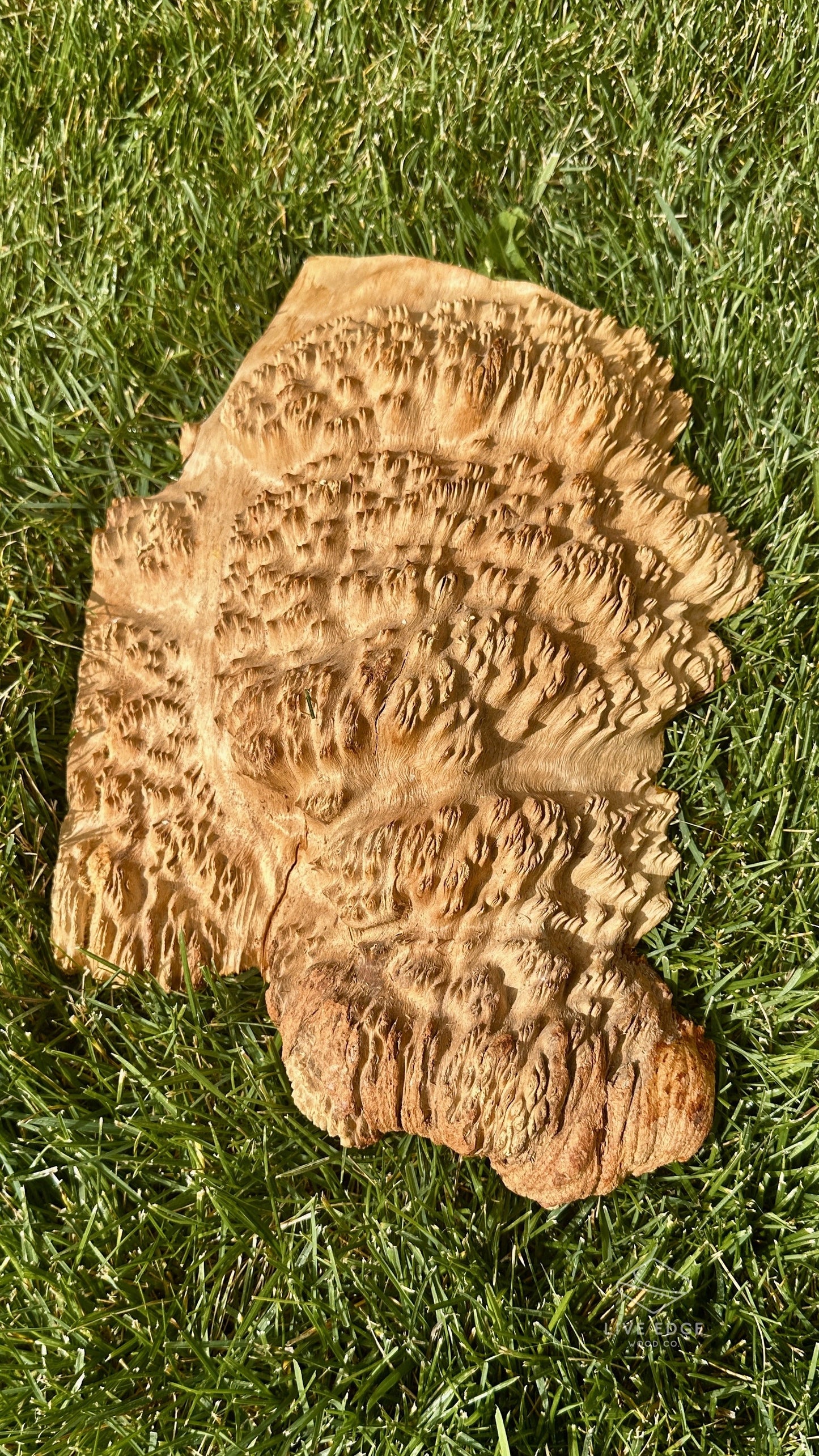 Brown Mallee Burl Cap #3688