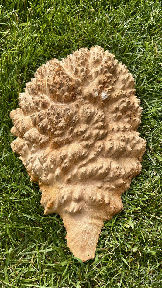 Red Mallee Burl Cap #3689