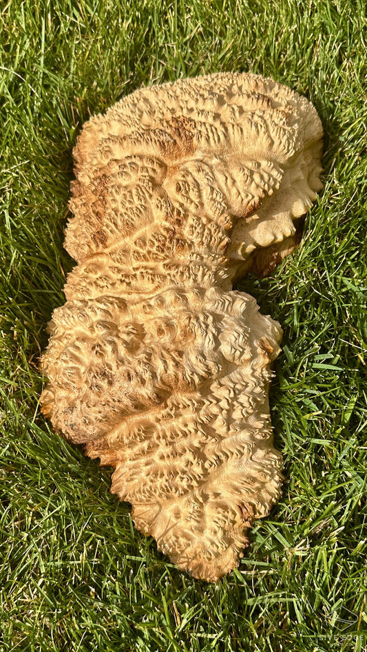 Brown Mallee Burl Cap #3690