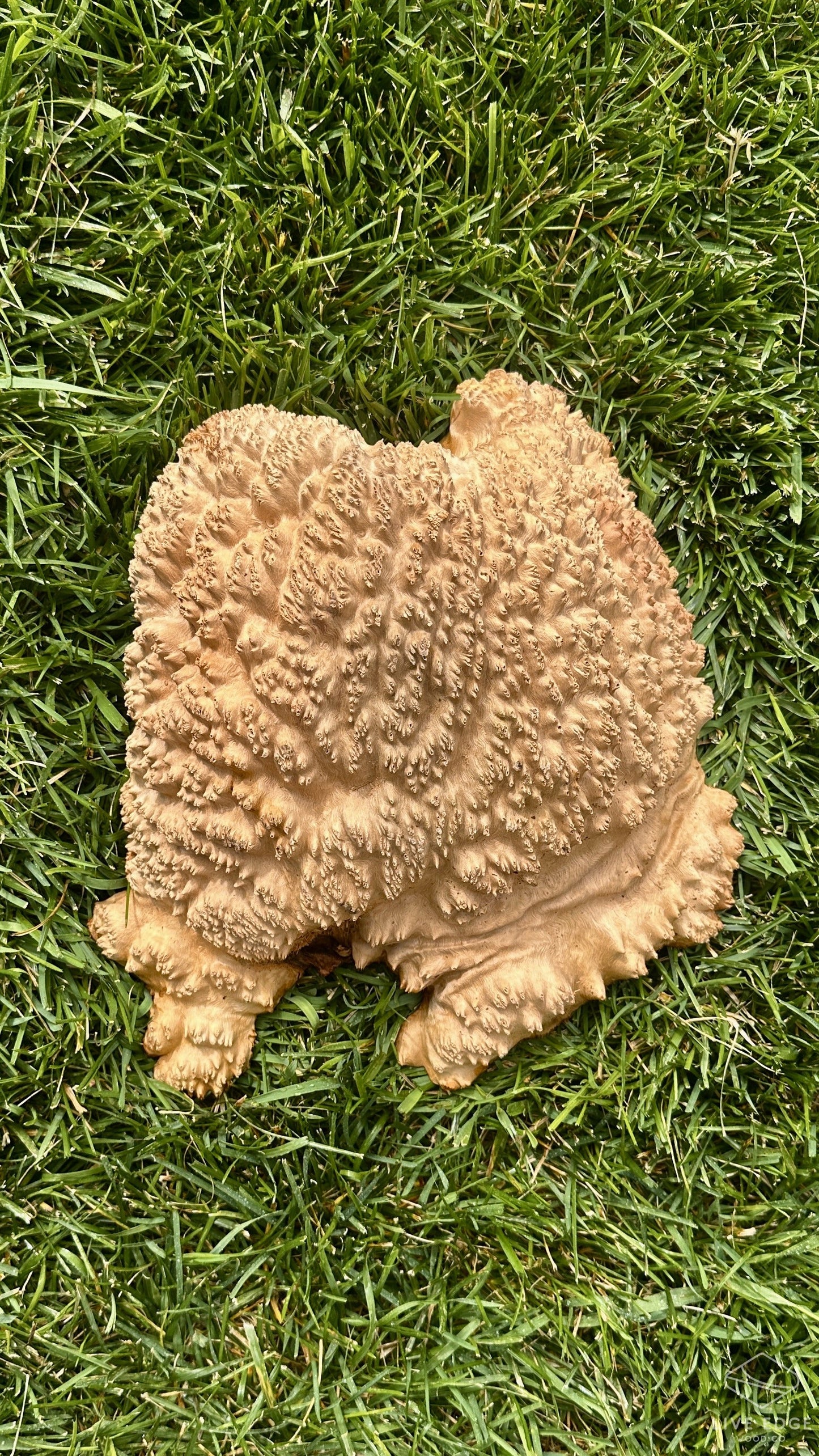 Red Mallee Burl Cap #3691