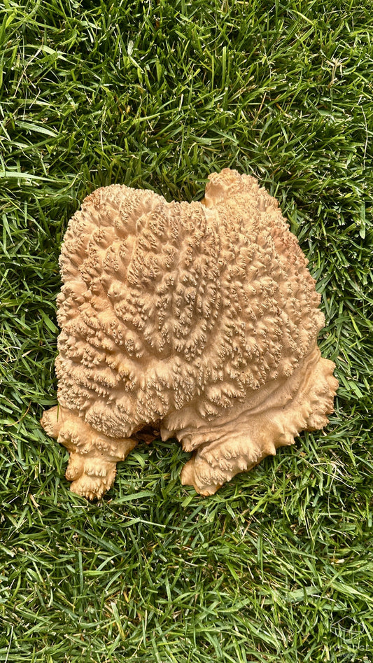 Red Mallee Burl Cap #3691