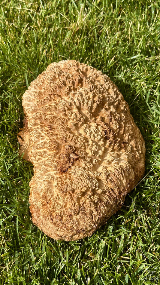 Brown Mallee Burl Cap #3692