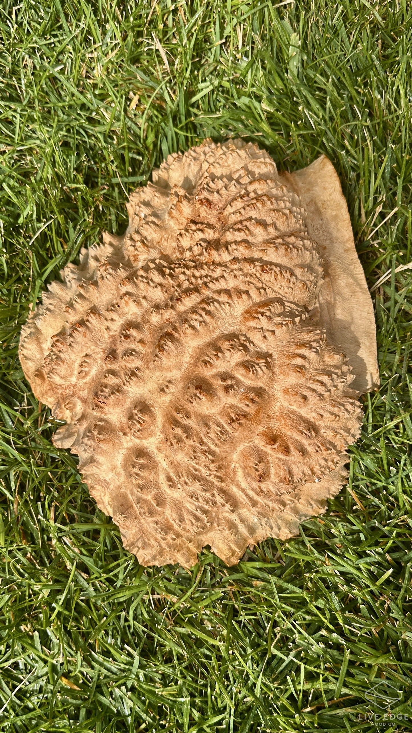 Red Mallee Burl Cap #3693