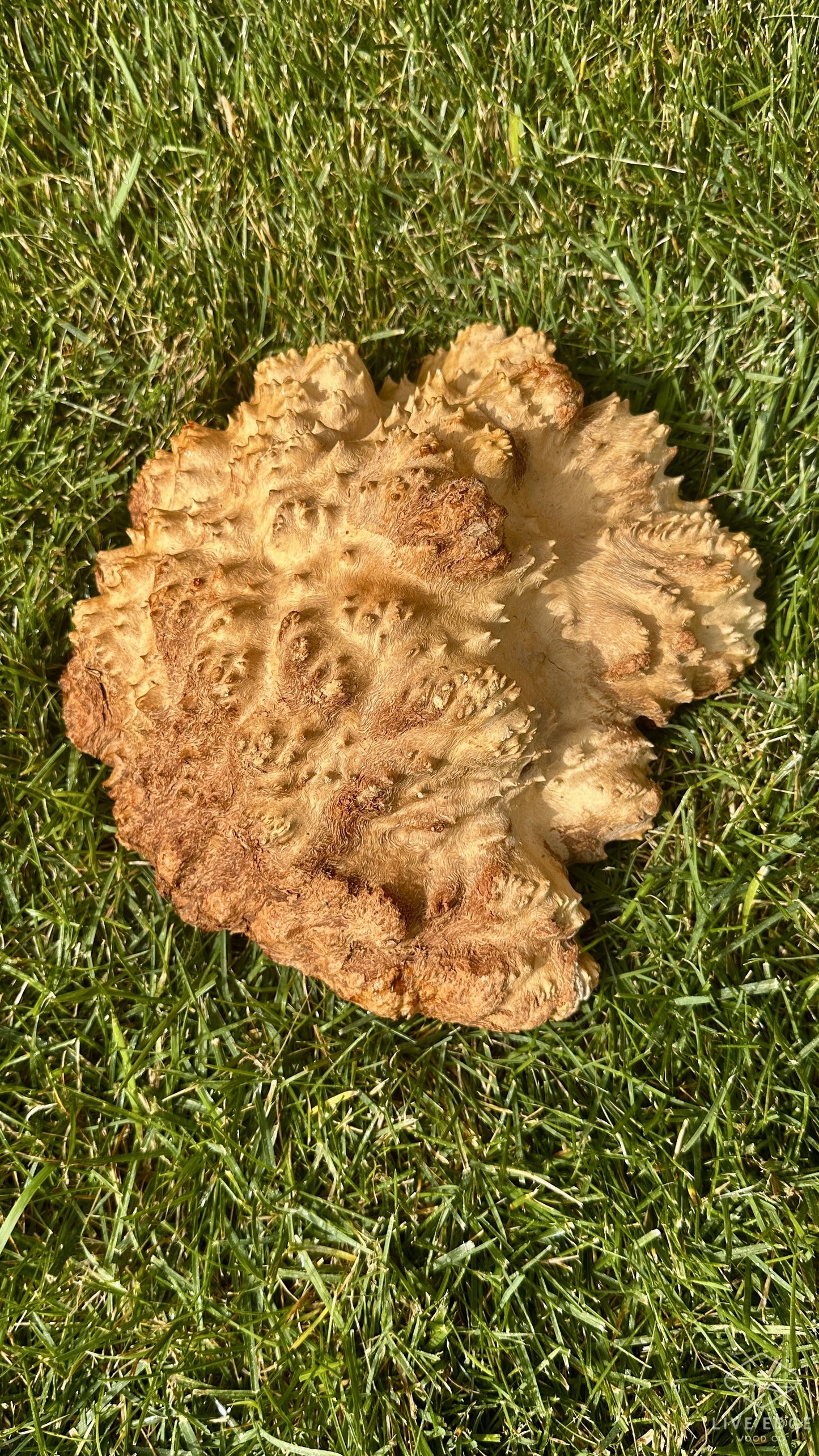 Brown Mallee Burl Cap #3694