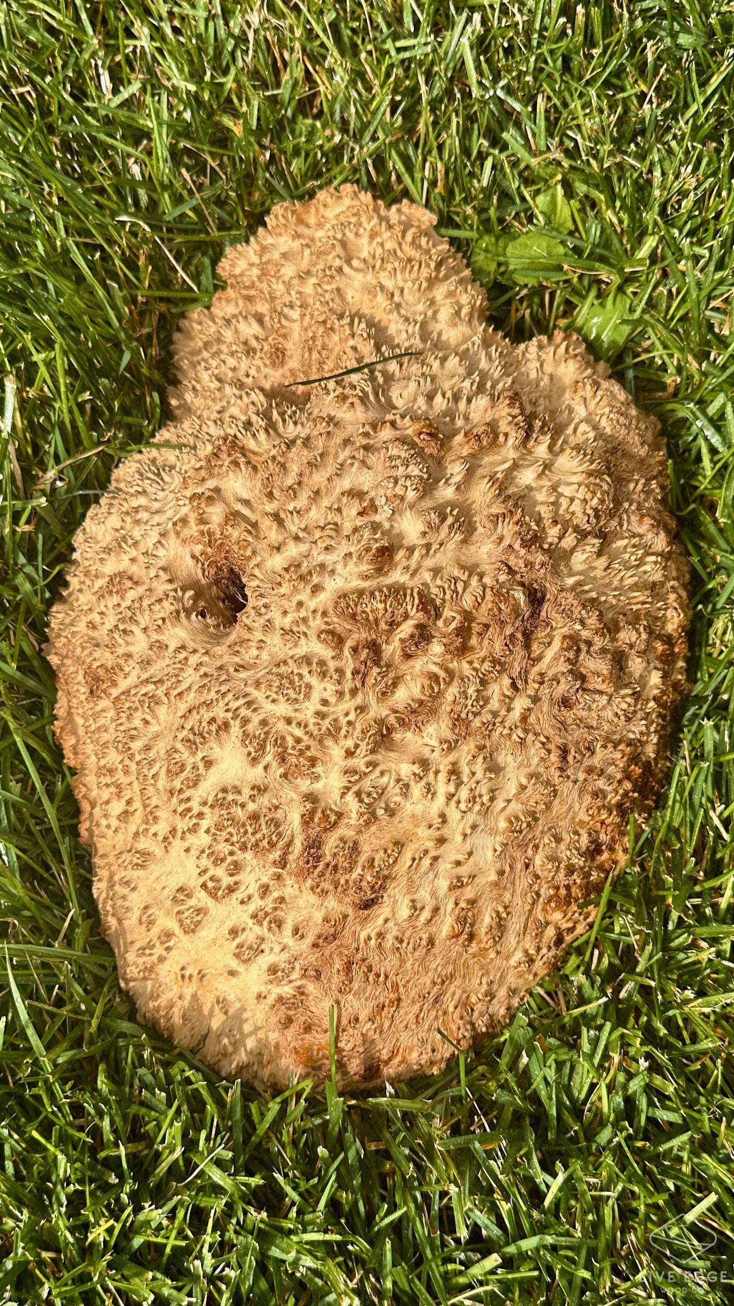 Brown Mallee Burl Cap #3695