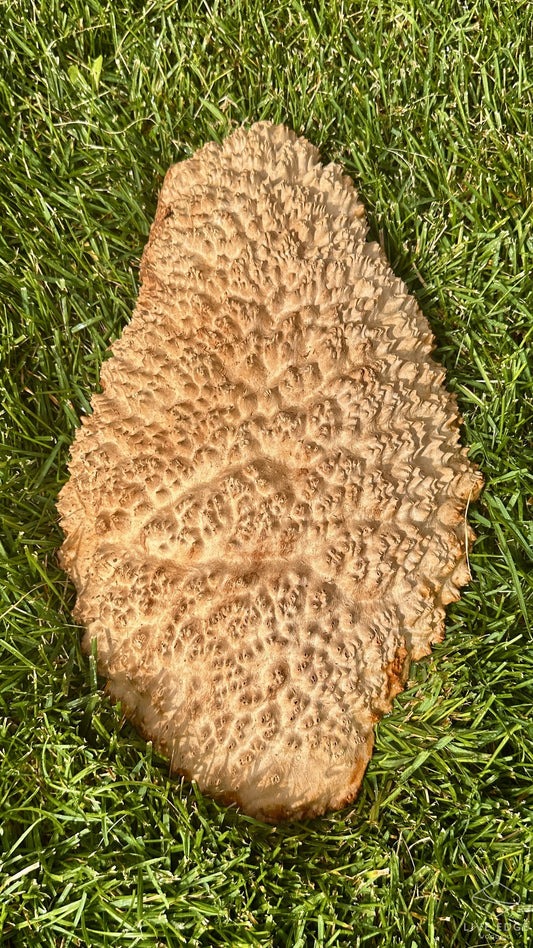 Brown Mallee Burl Cap #3696