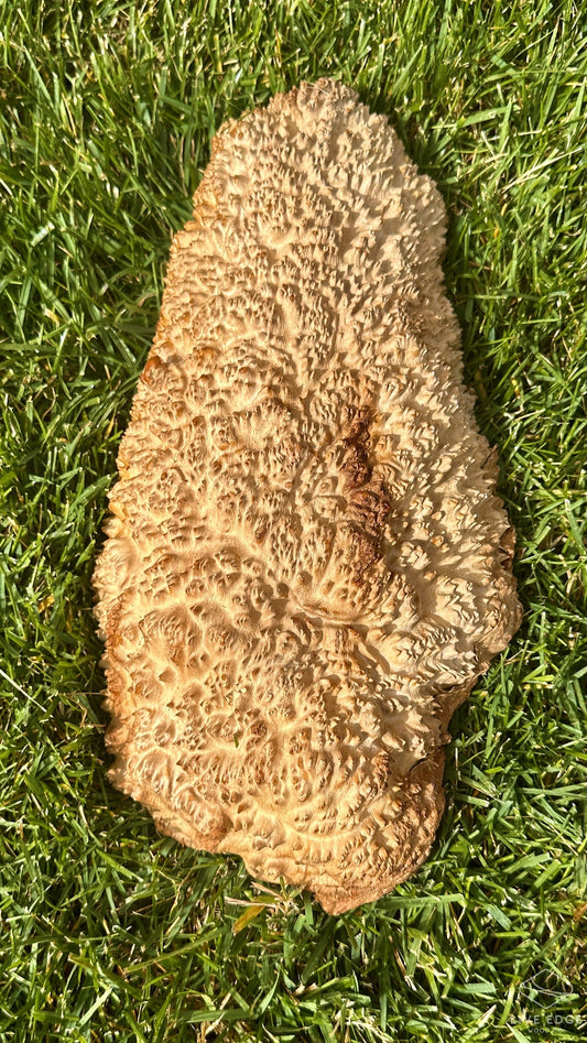 Brown Mallee Burl Cap #3697