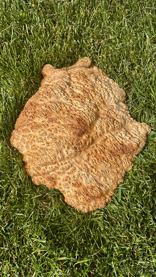 Brown Mallee Burl Cap #3698