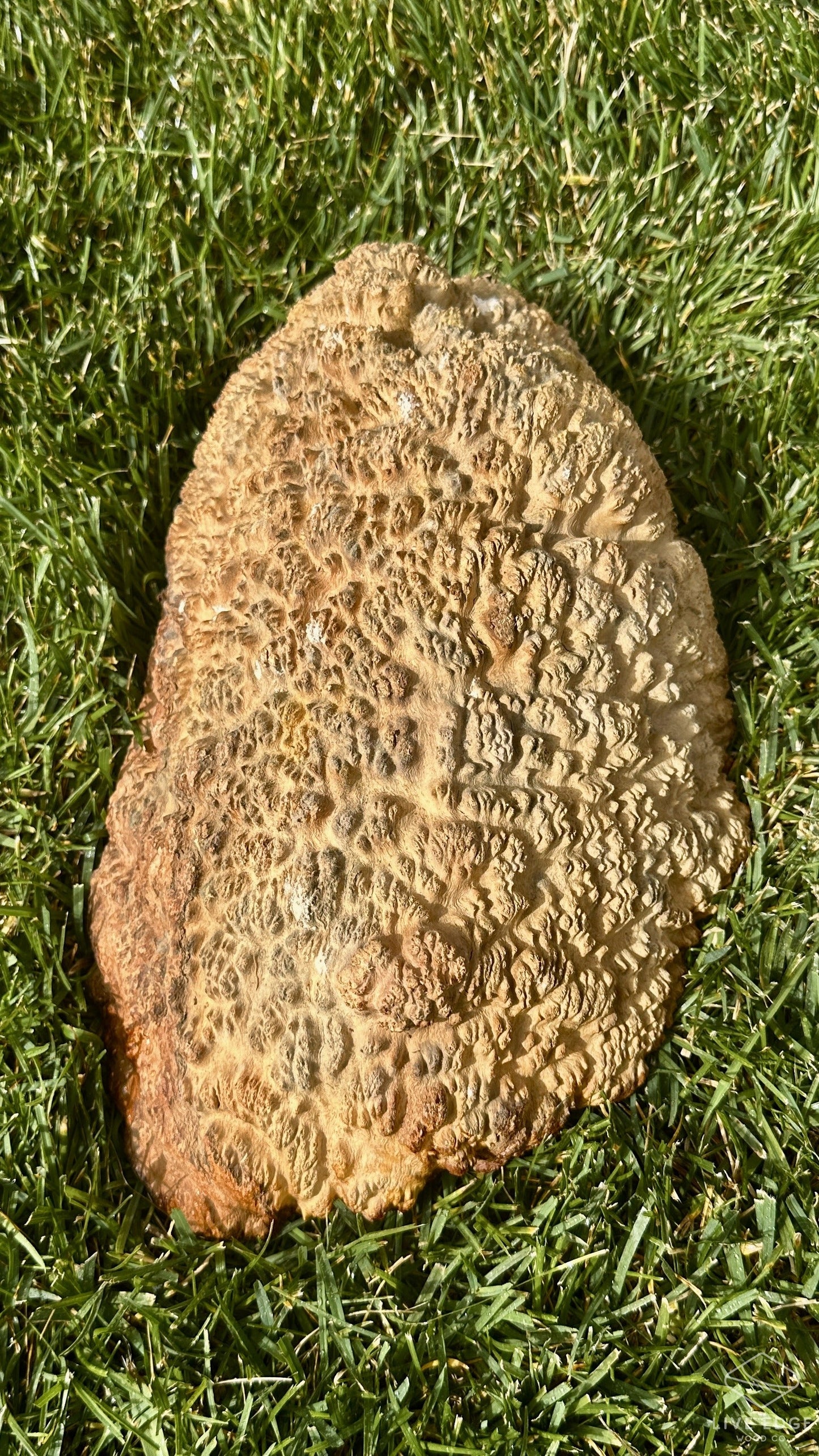 Brown Mallee Burl Cap #3699