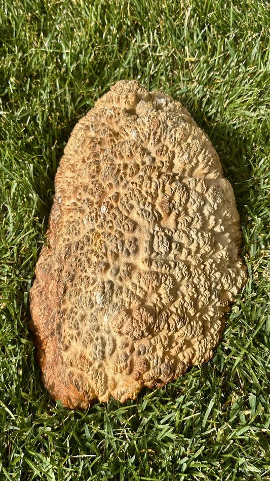 Brown Mallee Burl Cap #3699