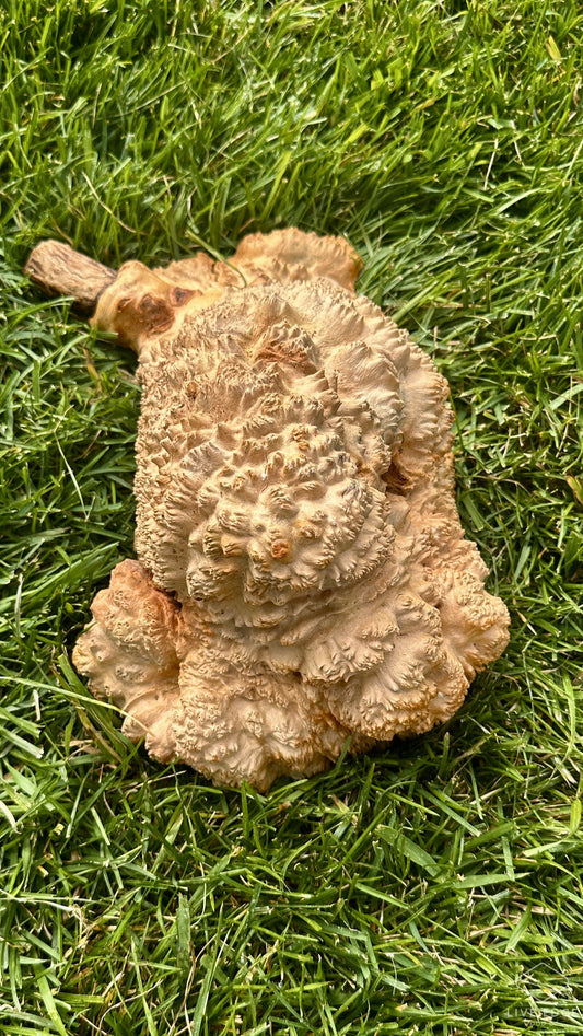 Red Mallee Burl Cap #3700