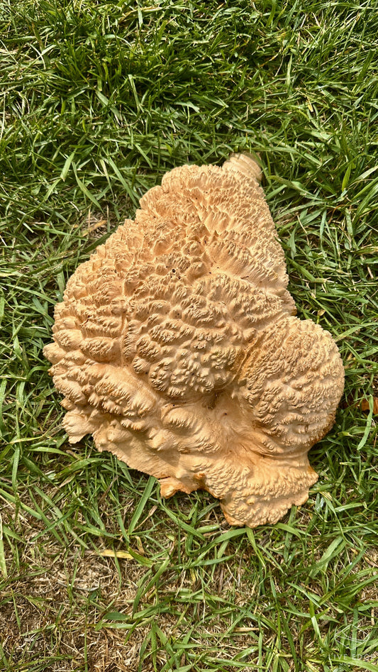 Red Mallee Burl Cap #3701