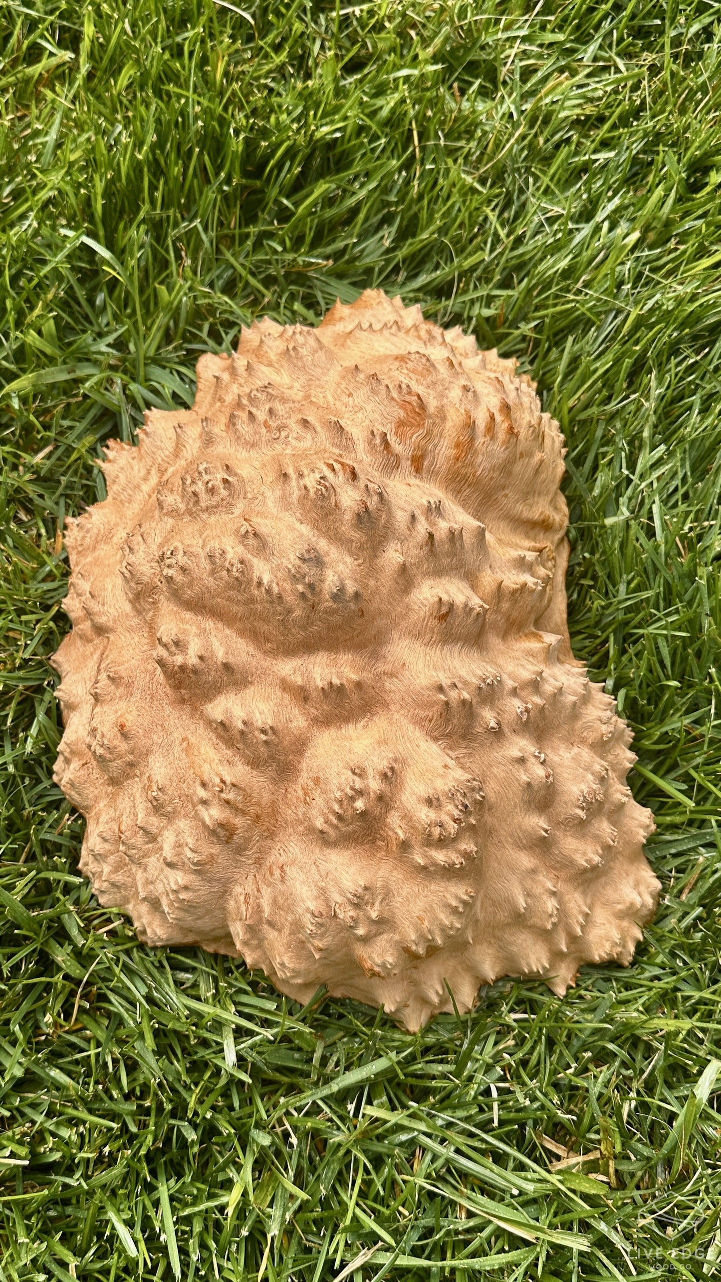 Red Mallee Burl Cap #3702