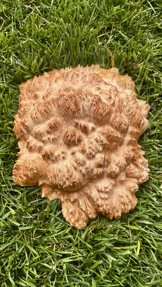 Red Mallee Burl Cap #3703