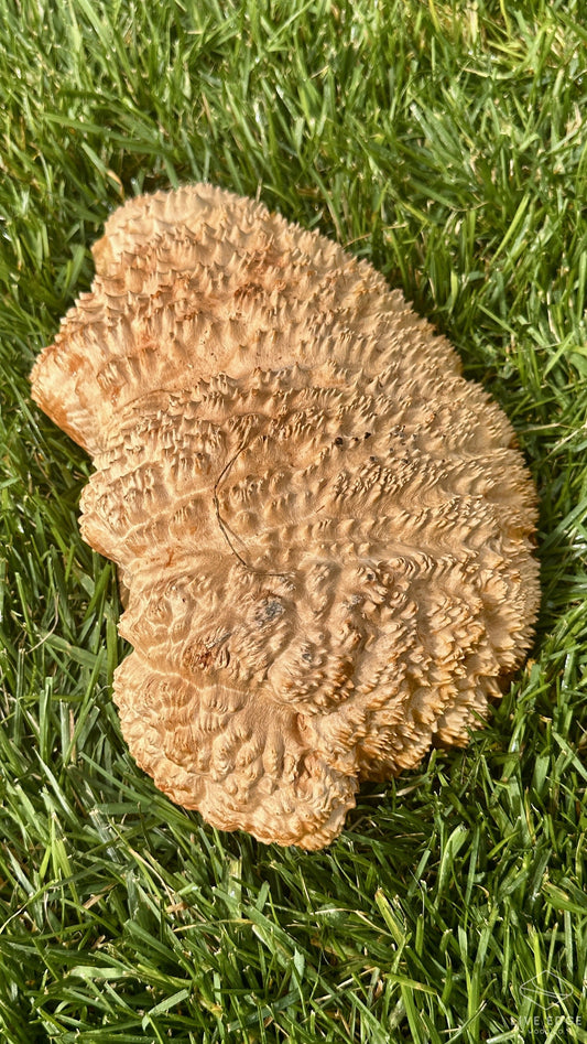 Red Mallee Burl Cap #3704