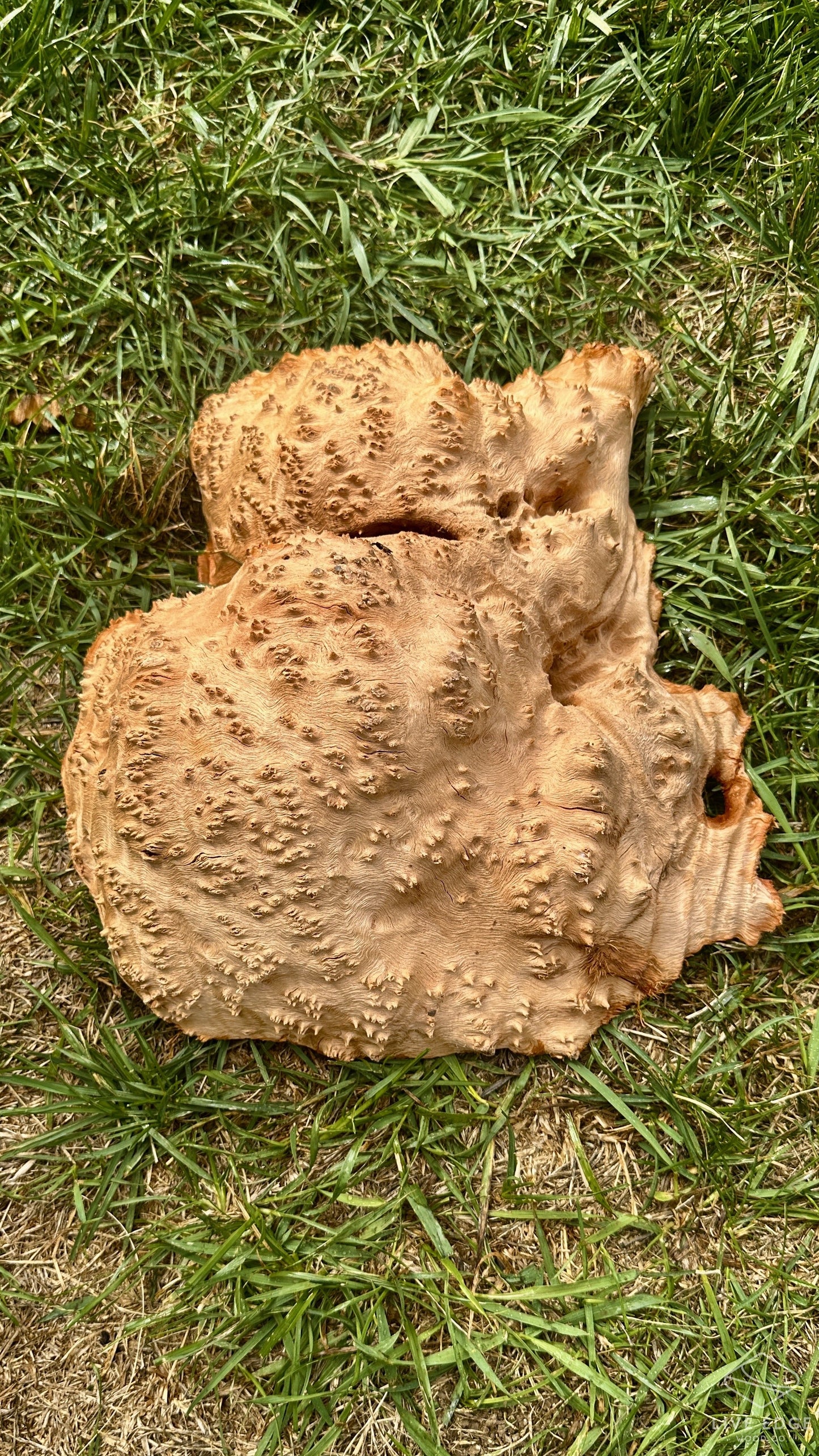 Red Mallee Burl Cap #3705