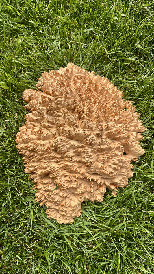 Red Mallee Burl Cap #3706
