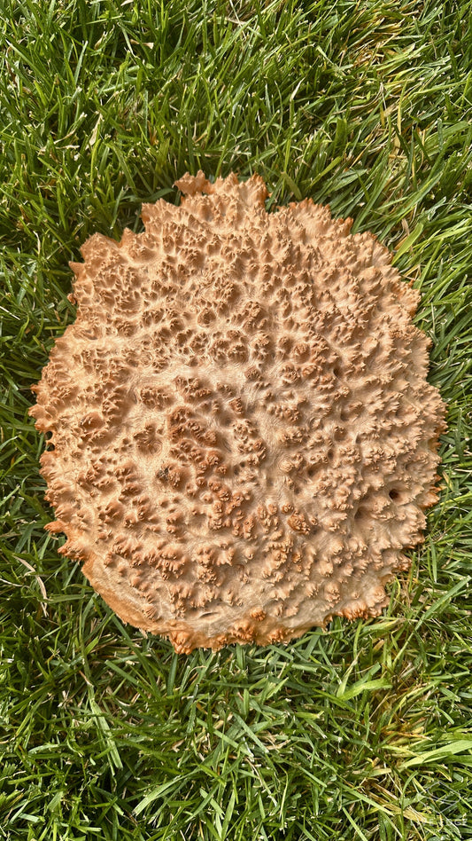 Red Mallee Burl Cap #3707