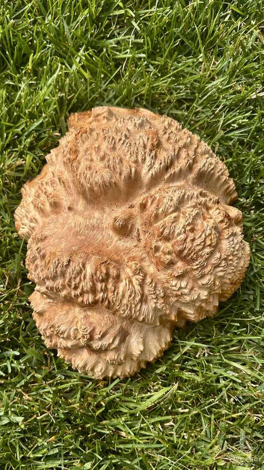 Red Mallee Burl Cap #3708